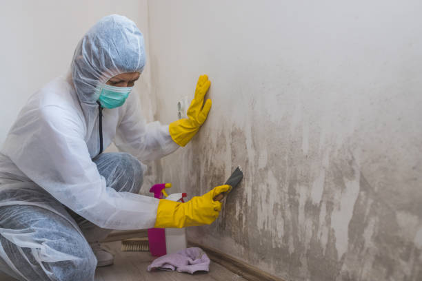Best Basement Mold Remediation in Gerald, MO