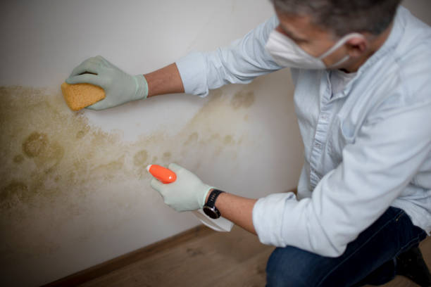 Best Attic Mold Remediation in Gerald, MO