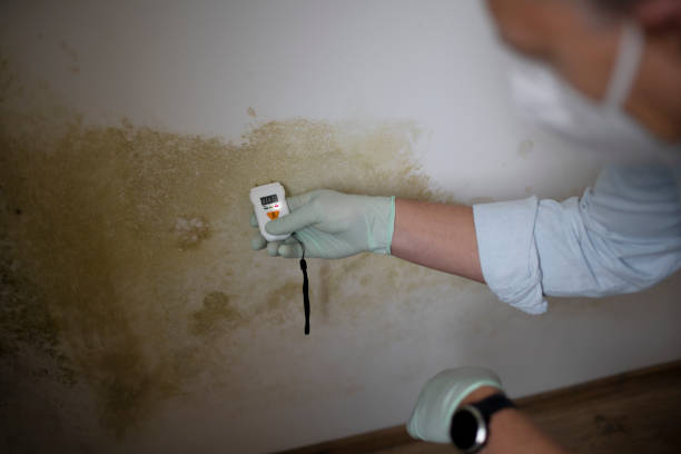 Best Localized Mold Remediation (e.g., coastal areas, humid climates) in Gerald, MO